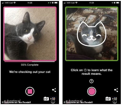 Aplikasi Kamera ini dapat Mendeteksi Suasana Hati Kucing Peliharaan Anda
