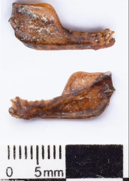 Ditemukan Fosil Rahang Kelelawar "Drakula" Purba