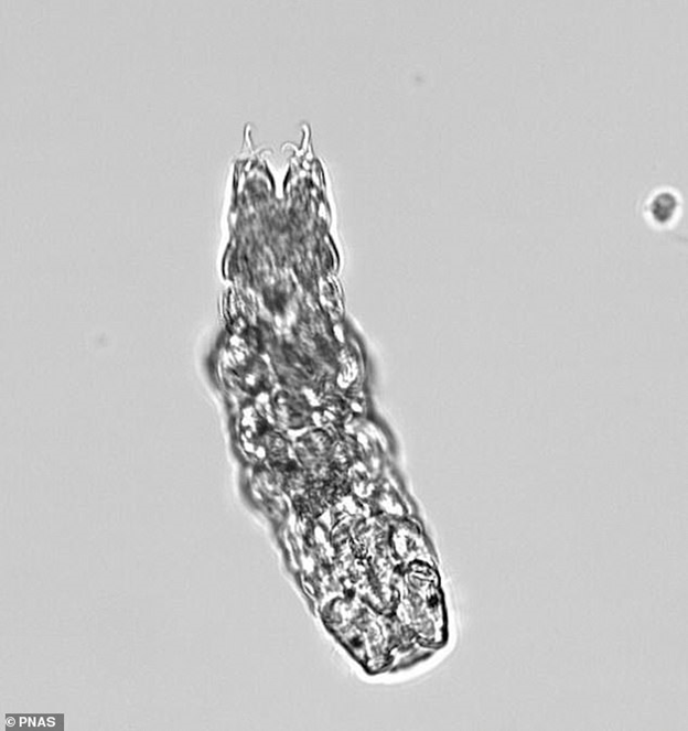 Ilmuwan Mempelajari Bagaimana Hewan Terkuat Sedunia (Tardigrada) ini, Bergerak dan Berjalan