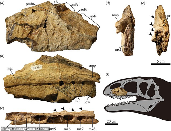 Arkeolog Menemukan Fosil Dinosaurus Purba yang Lebih Mengerikan dari T-Rex