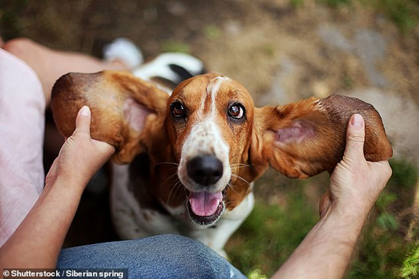 Ilmuwan Mengungkap Beberapa Ras Anjing yang Mudah Mengalami Infeksi Telinga