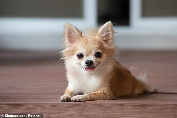 Ilmuwan Mengungkap Beberapa Ras Anjing yang Mudah Mengalami Infeksi Telinga