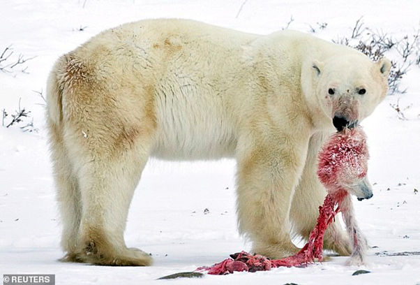 Dampak Perubahan Iklim, Banyak Beruang Kutub Mulai Melakukan Perkawinan Sedarah