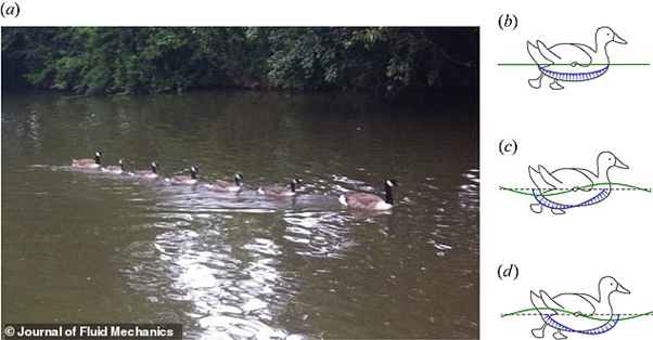 Ini Alasan Mengapa Anak Bebek Berbaris Di Belakang Induknya Saat Berenang