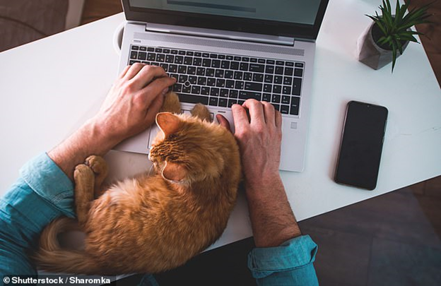 Kucing Ternyata dapat Stress dan Sakit Apabila Terlalu Lama Bersama Pemiliknya