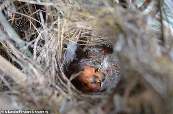 Riset : Bayi Burung Belajar Berkicau Saat Mereka Berada Didalam Telur