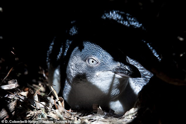 Riset : Bayi Burung Belajar Berkicau Saat Mereka Berada Didalam Telur