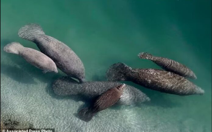 Manatee