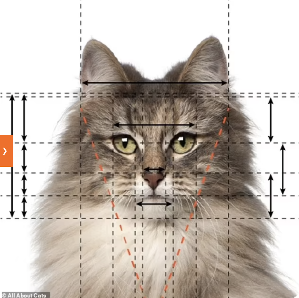 Ini Tingkatan Rasio Emas (Golden Ratio) Pada tiap Jenis Ras Kucing