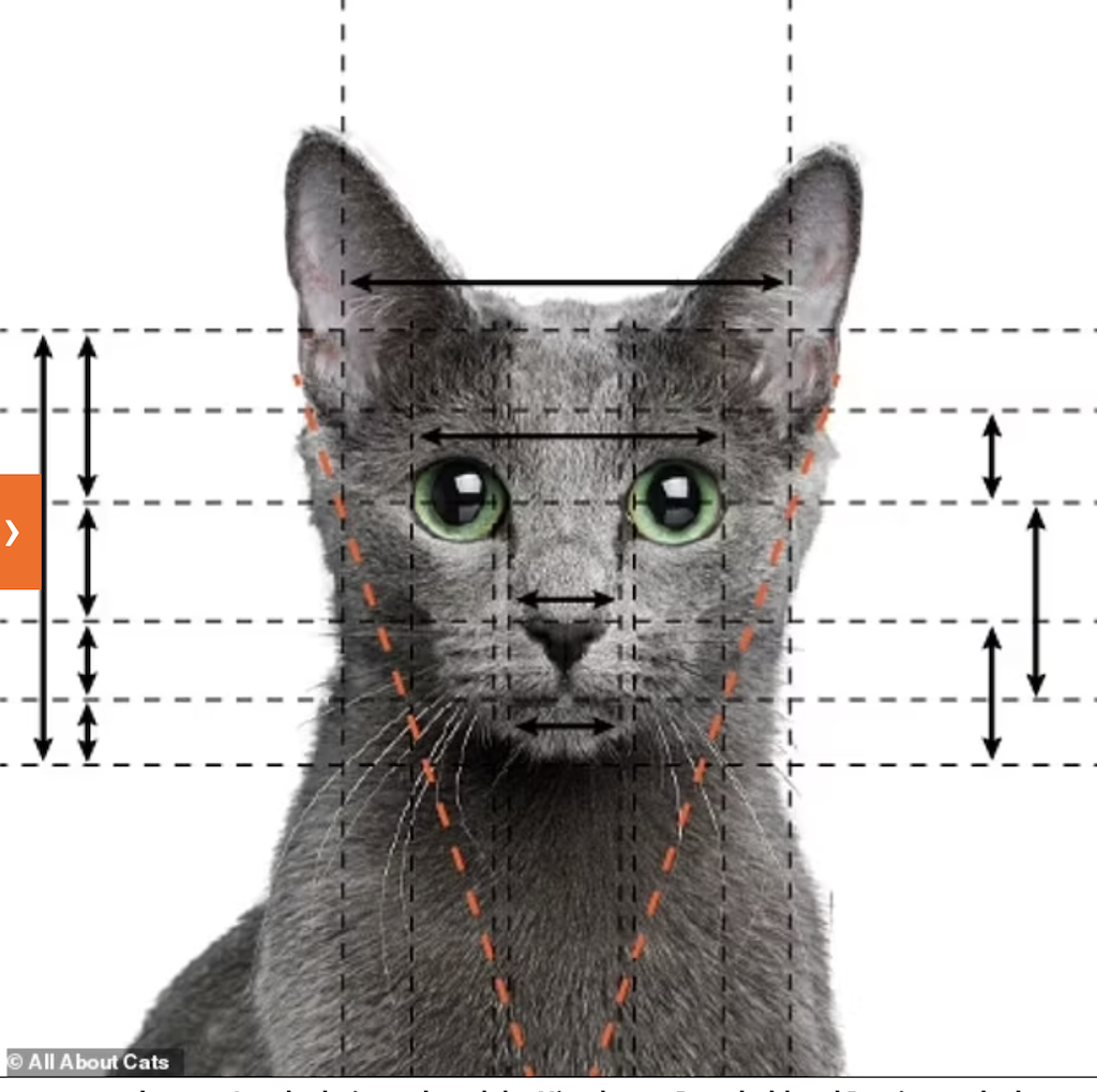 Ini Tingkatan Rasio Emas (Golden Ratio) Pada tiap Jenis Ras Kucing