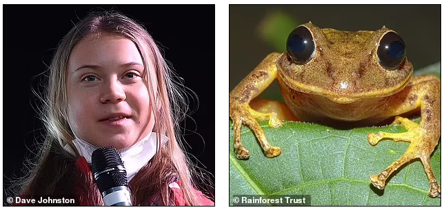 Spesies Katak baru ini Dinamai Seperti Aktivis Lingkungan ini