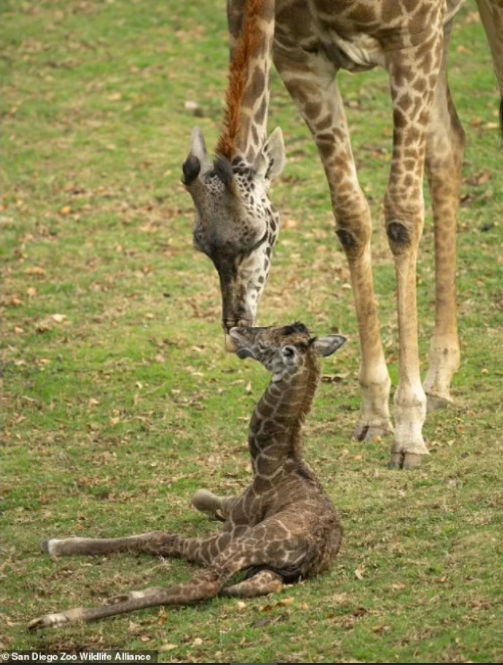 Kondisi Memburuk, Masai Bayi Jerapah Koleksi Kebun Binatang San Diego harus 'Ditidurkan'