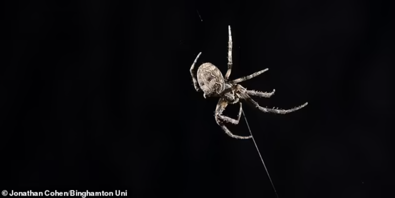 It turns out that spider webs also function as their “hearing tools”