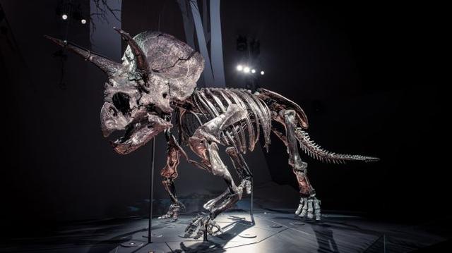Fosil Triceratops