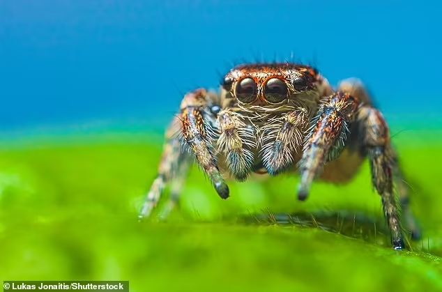 Riset : Laba-laba Ternyata dapat Tertidur Lelap dan Bermimpi