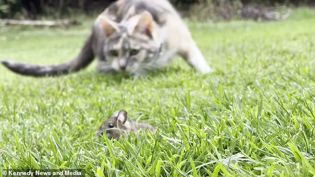 Inovasi Pintu Kucing Teknologi AI Pintar Mencegah Kucing Masuk Membawa Hewan Mati