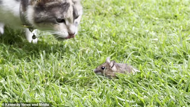 Inovasi Pintu Kucing Teknologi AI Pintar Mencegah Kucing Masuk Membawa Hewan Mati