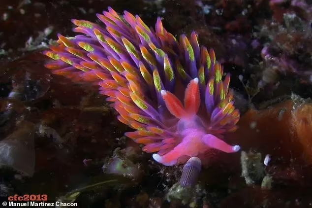 Siput Laut Warna Warni Langka ini Ditemukan Pertama Kali di Wilayah ini