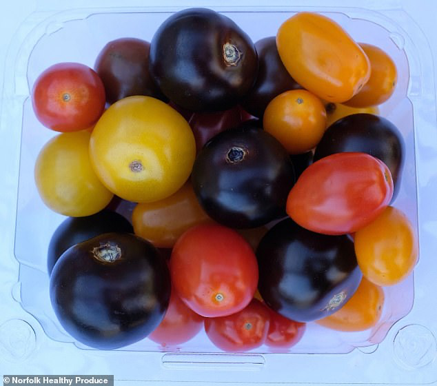 Tomat Ungu Modifikasi Genetik ini Dinilai Memiliki Antioksidan 10 Kali Lebih Banyak