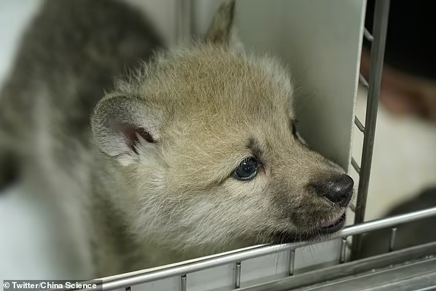 Kloning Serigala Arktik Pertama Didunia Melalui Rahim Anjing Domestik