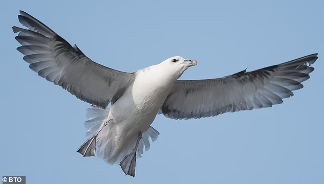 Spesies Burung Laut Tua ini Ditemukan Berusia 45 Tahun di Pulau Tanpa Penghuni