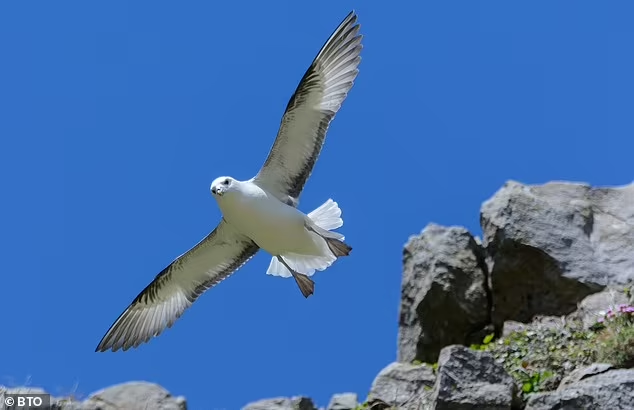 Spesies Burung Laut Tua ini Ditemukan Berusia 45 Tahun di Pulau Tanpa Penghuni
