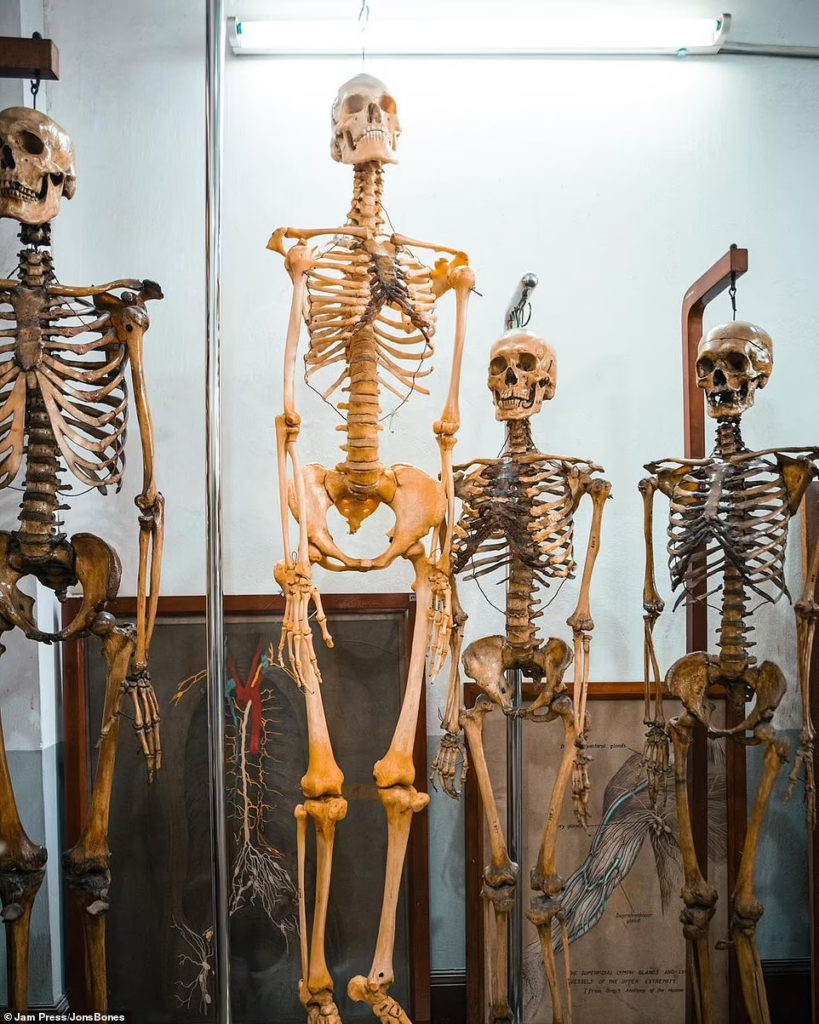 Kolektor ini Membuka Museum Tulang Belakang, Kerangka dan Tengkorak Manusia