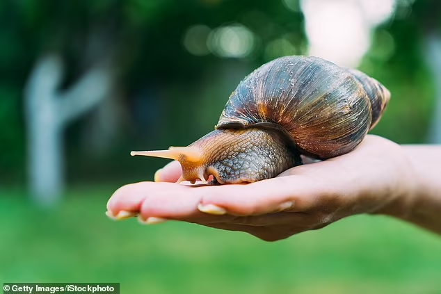 Melindungi Siput Liar Sama Saja dengan Membantu Ekosistem Lingkungan