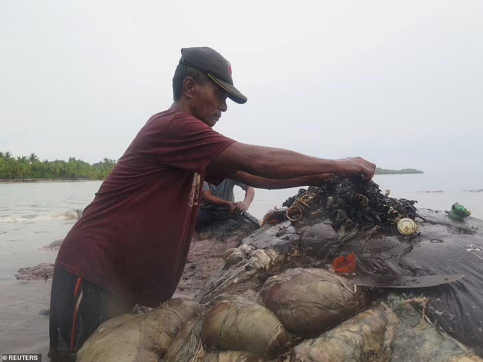 Timbunan Sampah ini Ditemukan Di Dalam Perut Bangkai Paus