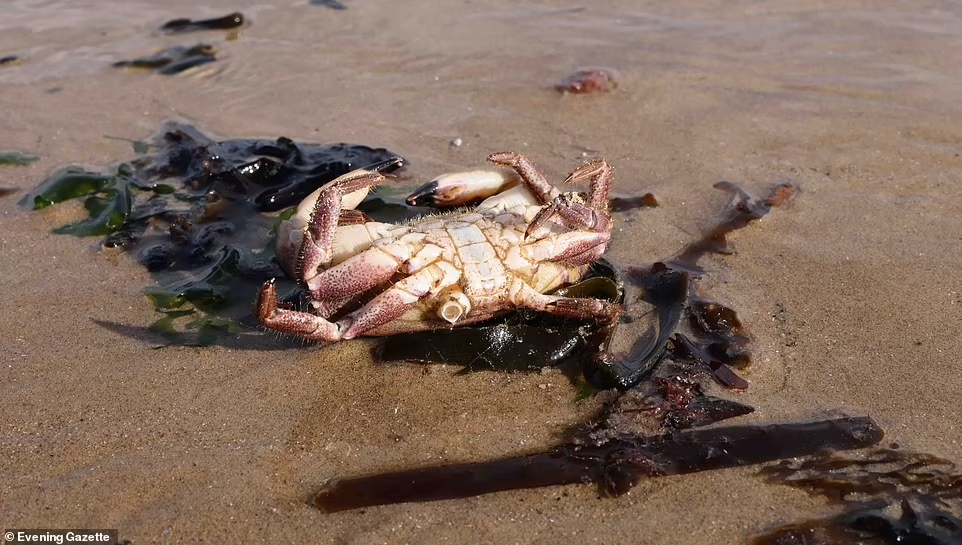 Menguak Misteri Matinya Ribuan Kepiting dan Lobster Secara Misterius