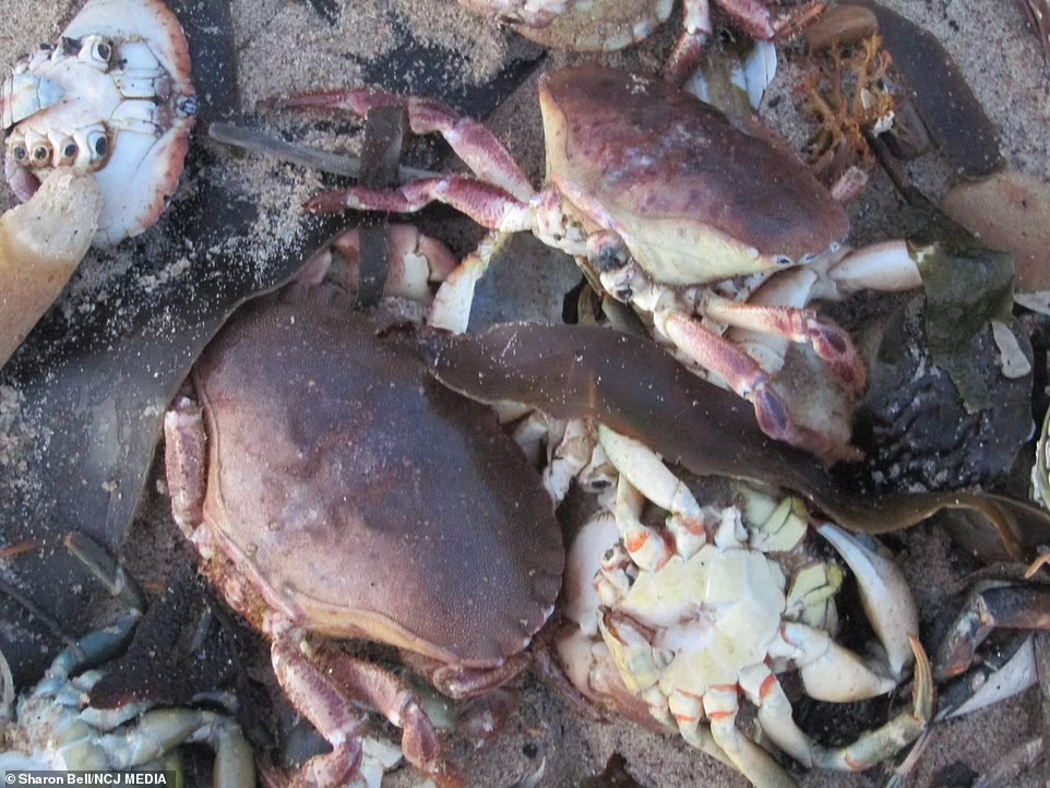 Menguak Misteri Matinya Ribuan Kepiting dan Lobster Secara Misterius