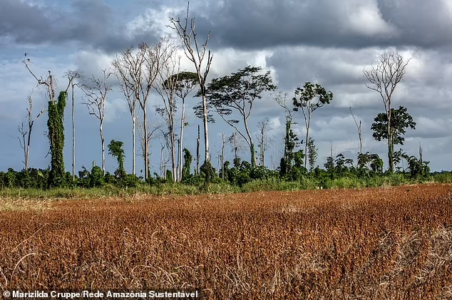 Aktivitas Manusia telah Menghabiskan Lebih dari Sepertiga Hutan Amazon