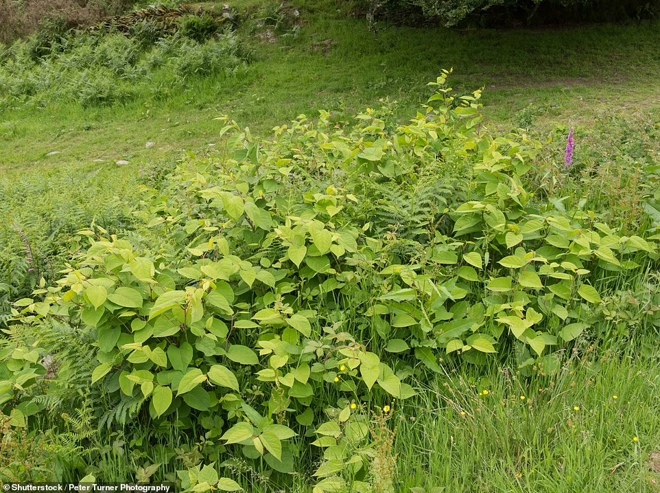 Tanaman Knotweed Jepang ini Ternyata Dianggap Ancaman dan Hama Berat di Eropa