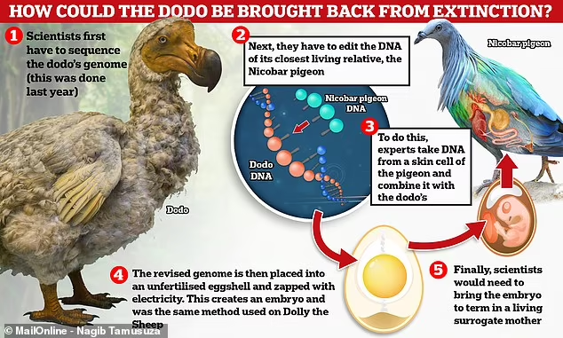 Ilmuwan Mencari Cara untuk Menghidupkan Spesies Dodo yang Telah Punah