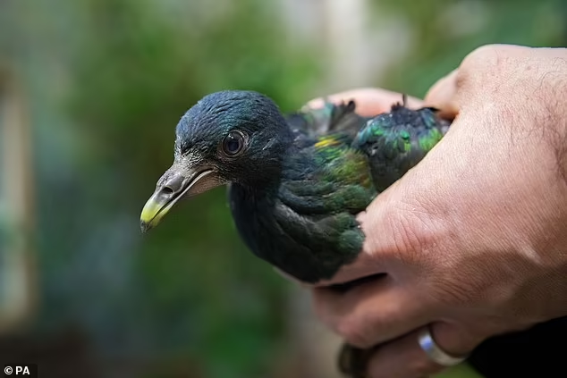 Ilmuwan Mencari Cara untuk Menghidupkan Spesies Dodo yang Telah Punah