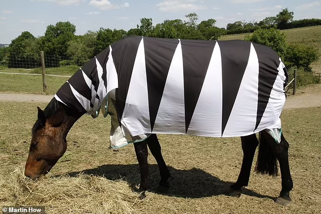 Riset : Pola Garis pada Zebra Melindungi Mereka dari Lalat Kuda yang Mengganggu