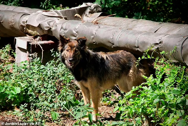 Hewan Anjing di Wilayah Chernobyl Sekarang Berbeda Secara Genetik Karena Paparan Radiasi