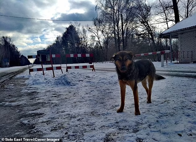 Hewan Anjing di Wilayah Chernobyl Sekarang Berbeda Secara Genetik Karena Paparan Radiasi