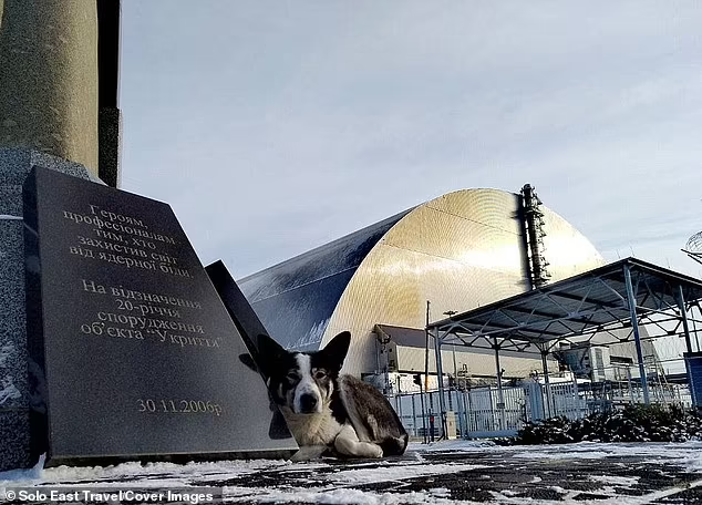 Hewan Anjing di Wilayah Chernobyl Sekarang Berbeda Secara Genetik Karena Paparan Radiasi