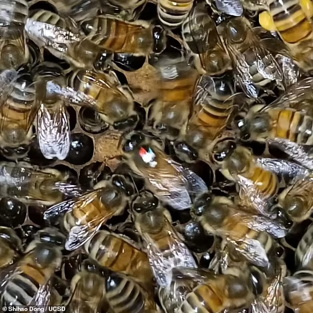 Ternyata Lebah Juga dapat Melakukan Joget "Twerk"