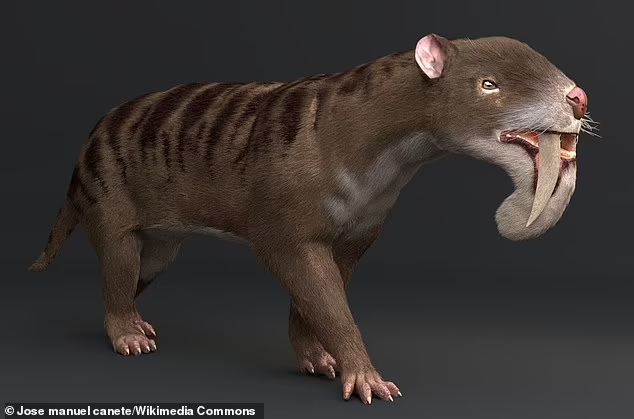 Fosil gigi pedang marsupial, karnivora purba dengan gigi taring yang sangat besar