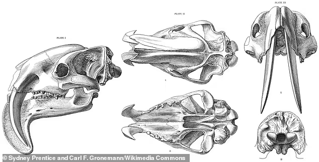 Fosil gigi pedang marsupial, karnivora purba dengan gigi taring yang sangat besar