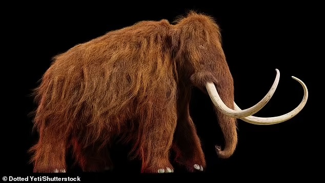 Studi Mengenai Mahluk Purba yang Paling Dikenal, Mammoth Woolier