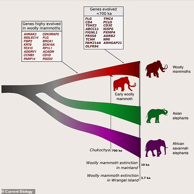 Studi Mengenai Mahluk Purba yang Paling Dikenal, Mammoth Woolier