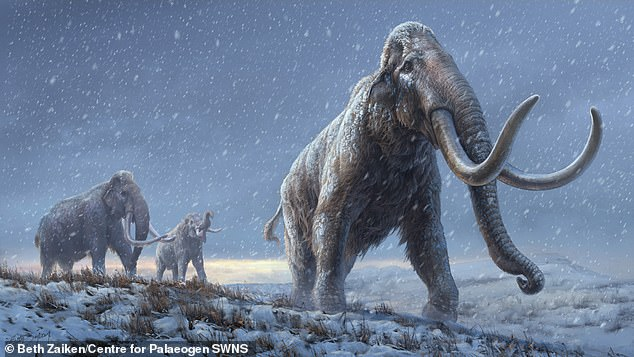 Studi Mengenai Mahluk Purba yang Paling Dikenal, Mammoth Woolier