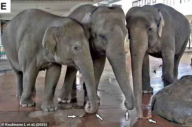 Gajah di Kebun Binatang ini Belajar Mengupas Pisang Setelah Mengamati Penjaganya