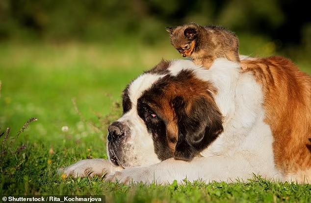 Mengapa anjing kecil seperti Chihuahua hidup LEBIH LAMA daripada ras besar seperti Great Danes, menurut sains