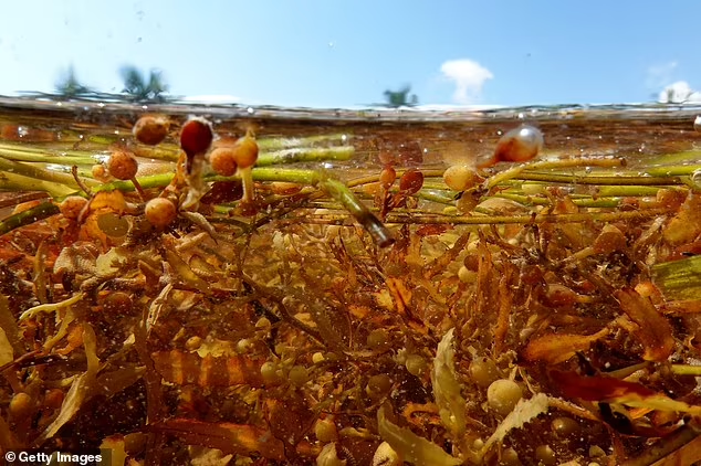 Sejumlah Besar Rumput Laut yang Terdampar di Pantai ini Mengandung Bakteri Pemakan Daging Berbahaya