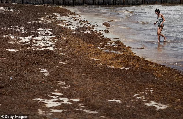 Sejumlah Besar Rumput Laut yang Terdampar di Pantai ini Mengandung Bakteri Pemakan Daging Berbahaya