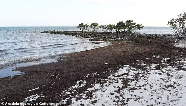 Sejumlah Besar Rumput Laut yang Terdampar di Pantai ini Mengandung Bakteri Pemakan Daging Berbahaya